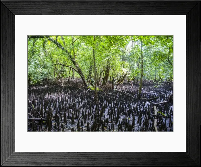 Framed Print : Mangrove roots on Carp island, Rock islands, Palau, Central Pacific, Pacific Framed Print : Mangrove roots on Carp island, Rock islands, Palau, Central Pacific, Pacific