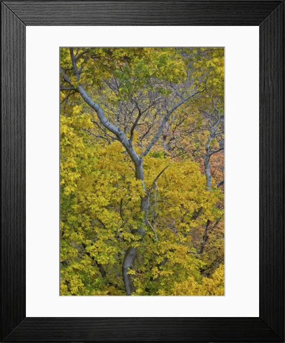 Framed Print : Box elder (boxelder maple) (maple ash) (Acer negundo) with yellow leaves in the fall, Zion National Park, Utah, United States of America, North America Framed Print : Box elder (boxelder maple) (maple ash) (Acer negundo) with yellow leaves in the fall, Zion National Park, Utah, United States of America, North America
