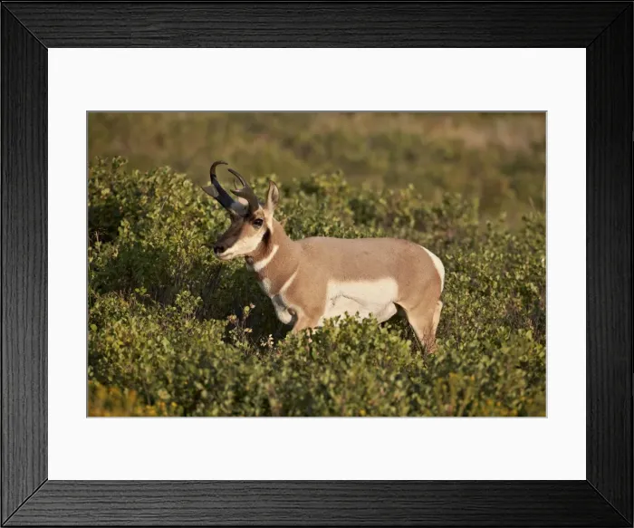 Framed Print : Pronghorn (Antilocapra americana) buck, Custer State Park, South Dakota, United States of America, North America Framed Print : Pronghorn (Antilocapra americana) buck, Custer State Park, South Dakota, United States of America, North America