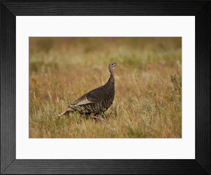 Framed Print : Wild turkey (Meleagris gallopavo), Custer State Park, South Dakota, United States of America, North America Framed Print : Wild turkey (Meleagris gallopavo), Custer State Park, South Dakota, United States of America, North America