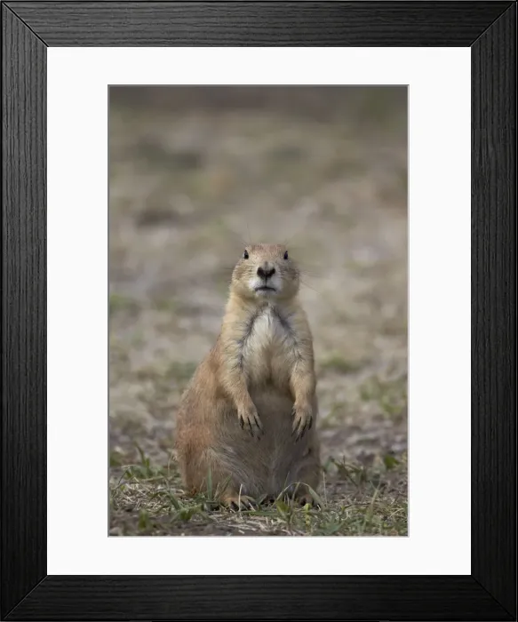 Framed Print : Black-tailed prairie dog (blacktail prairie dog) (Cynomys ludovicianus), Custer State Park, South Dakota, United States of America, North America Framed Print : Black-tailed prairie dog (blacktail prairie dog) (Cynomys ludovicianus), Custer State Park, South Dakota, United States of America, North America