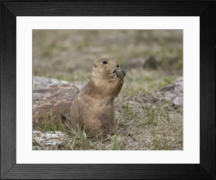 Framed Print : Black-tailed prairie dog (blacktail prairie dog) (Cynomys ludovicianus) eating, Custer State Park, South Dakota, United States of America, North America Framed Print : Black-tailed prairie dog (blacktail prairie dog) (Cynomys ludovicianus) eating, Custer State Park, South Dakota, United States of America, North America