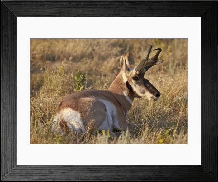Framed Print : Pronghorn (Antilocapra americana) buck, Custer State Park, South Dakota, United States of America, North America Framed Print : Pronghorn (Antilocapra americana) buck, Custer State Park, South Dakota, United States of America, North America
