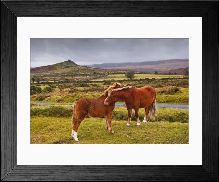 Framed Print : Two ponies in the wilds of Dartmoor, Devon, England, United Kingdom, Europe Framed Print : Two ponies in the wilds of Dartmoor, Devon, England, United Kingdom, Europe