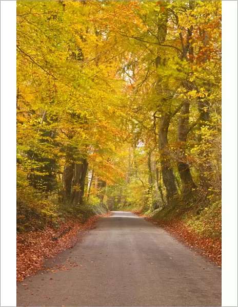 Autumn colours in the beech trees on the road to Turkdean in the Cotwolds, Gloucestershire, England, United Kingdom, Europe