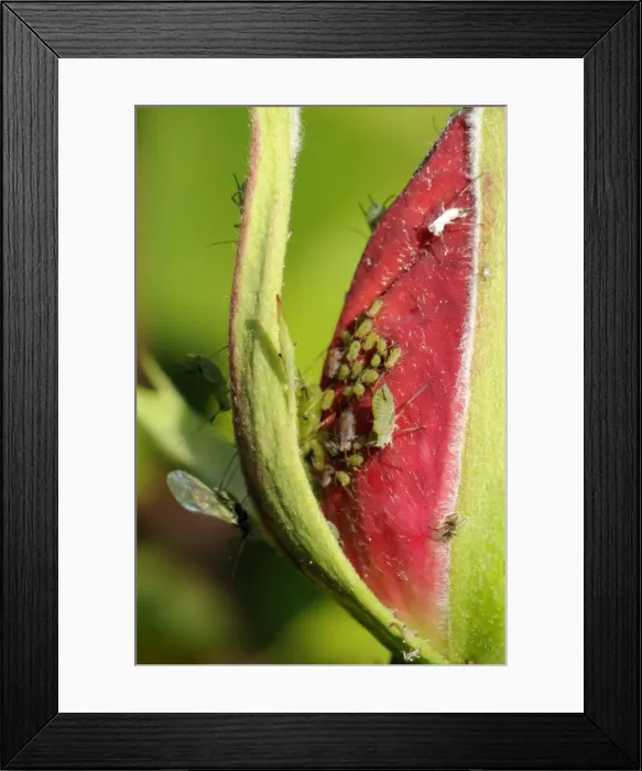 Framed Print : Rose aphids (Macrosiphum rosae) feeding on rose bud in a Wiltshire garden, England, United Kingdom, Europe Framed Print : Rose aphids (Macrosiphum rosae) feeding on rose bud in a Wiltshire garden, England, United Kingdom, Europe