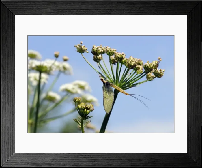 Framed Print : Green drake mayfly (Ephemera danica) newly emerged on a riverside umbel flowerhead in May, Wiltshire, England, United Kingdom, Europe Framed Print : Green drake mayfly (Ephemera danica) newly emerged on a riverside umbel flowerhead in May, Wiltshire, England, United Kingdom, Europe