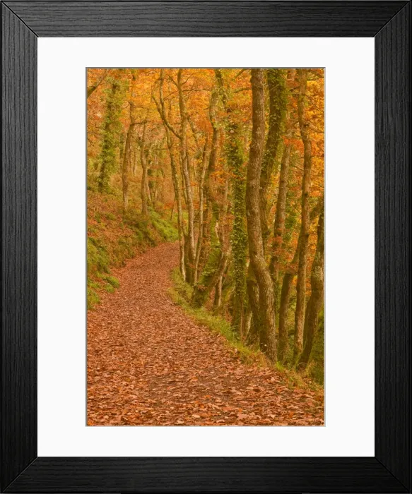 Framed Print : Hannicombe Wood near to Fingle Bridge, Dartmoor National Park, Devon, England, United Kingdom, Europe Framed Print : Hannicombe Wood near to Fingle Bridge, Dartmoor National Park, Devon, England, United Kingdom, Europe