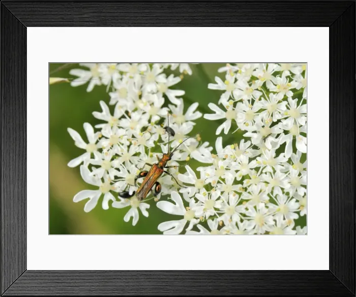 Framed Print : Male thick-legged flower beetle (Oedemera nobilis) foraging on common hogweed (Heracleum sphondylium) flowers, Wiltshire, England, United Kingdom, Europe Framed Print : Male thick-legged flower beetle (Oedemera nobilis) foraging on common hogweed (Heracleum sphondylium) flowers, Wiltshire, England, United Kingdom, Europe
