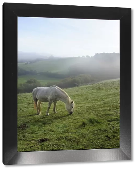 Welsh mountain pony (Equus caballus) grazing a hillside meadow on a foggy autumn morning, Box, Wiltshire, England, United Kingdom, Europe
