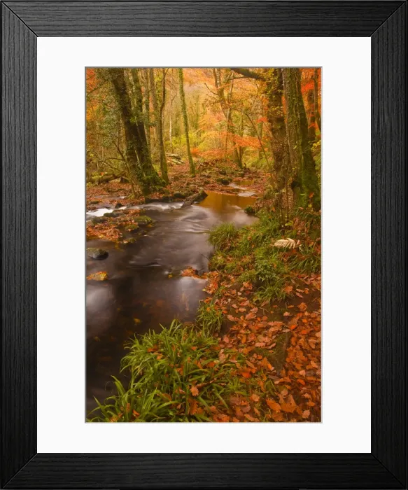 Framed Print : Autumn colours around the River Teign and Hannicombe Wood near to Fingle Bridge, Dartmoor National Park, Devon, England, United Kingdom, Europe Framed Print : Autumn colours around the River Teign and Hannicombe Wood near to Fingle Bridge, Dartmoor National Park, Devon, England, United Kingdom, Europe