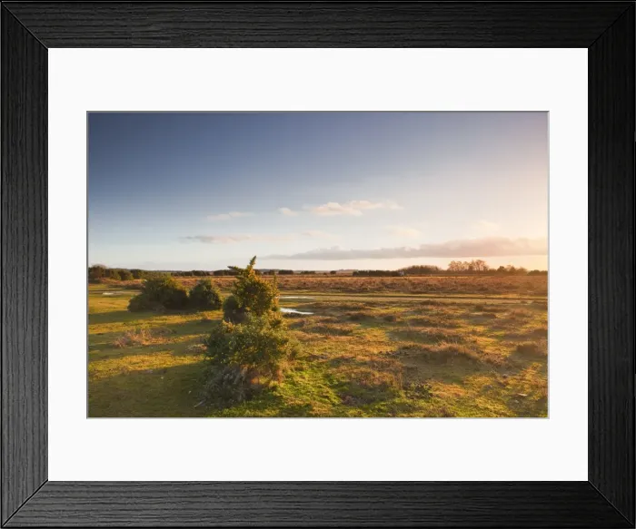 Framed Print : The heathland of the New Forest at the end of a winters day, Hampshire, England, United Kingdom, Europe Framed Print : The heathland of the New Forest at the end of a winters day, Hampshire, England, United Kingdom, Europe