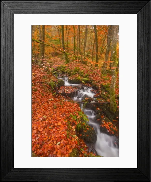 Framed Print : A small stream running through Charles Wood, Dartmoor National Park, Devon, England, United Kingdom, Europe Framed Print : A small stream running through Charles Wood, Dartmoor National Park, Devon, England, United Kingdom, Europe