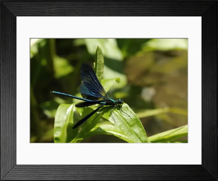 Framed Print : Male banded demoiselle damselfly (Calopteryx splendens) preparing to take off from a riverside plant, Wiltshire, England, United Kingdom, Europe Framed Print : Male banded demoiselle damselfly (Calopteryx splendens) preparing to take off from a riverside plant, Wiltshire, England, United Kingdom, Europe