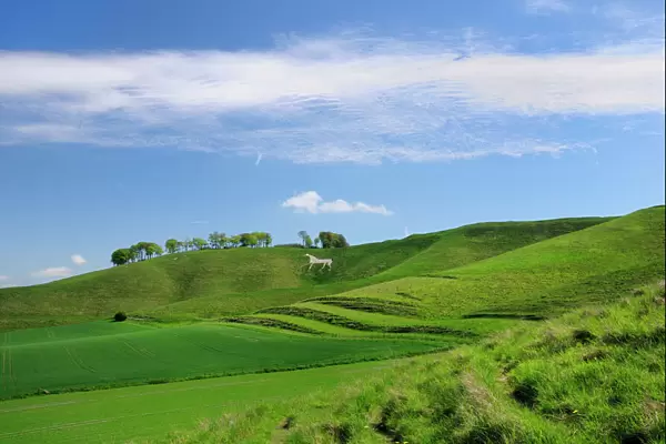 Cherhill white horse, first cut into chalk downland in 1780, Wiltshire, England, United Kingdom, Europe