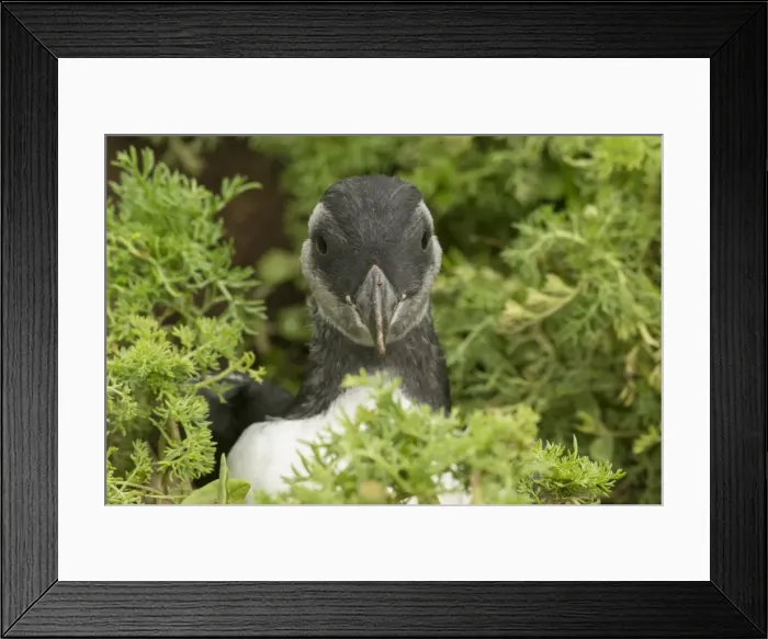 Framed Print : Pufflin at entrance to burrow, Wales, United Kingdom, Europe Framed Print : Pufflin at entrance to burrow, Wales, United Kingdom, Europe