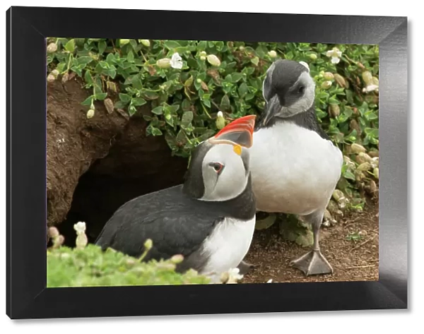Adult puffin and puffling at entrance to burrow, Wales, United Kingdom, Europe