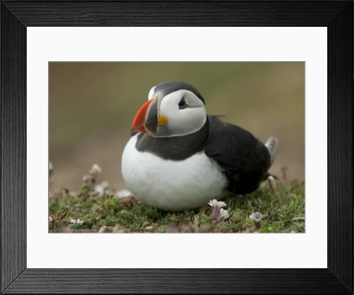 Framed Print : Puffin, Wales, United Kingdom, Europe Framed Print : Puffin, Wales, United Kingdom, Europe