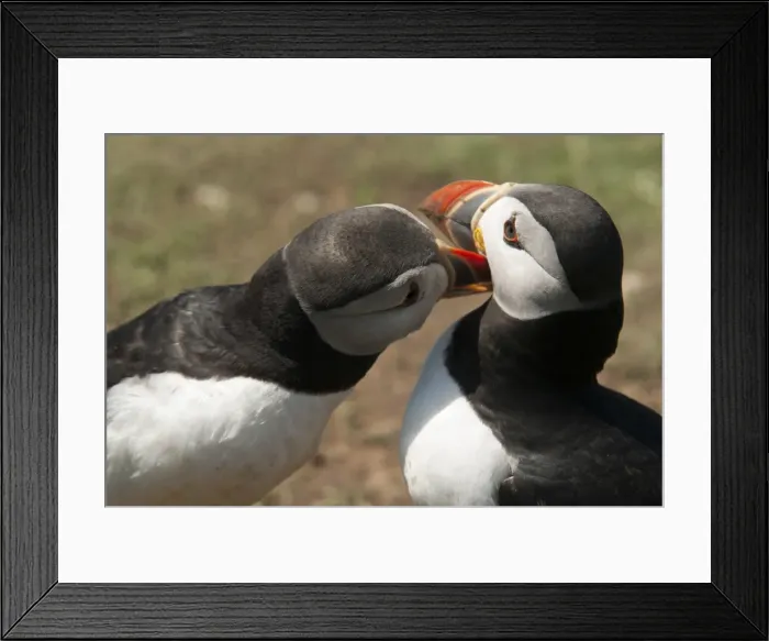 Framed Print : Two puffins billing, Wales, United Kingdom, Europe Framed Print : Two puffins billing, Wales, United Kingdom, Europe
