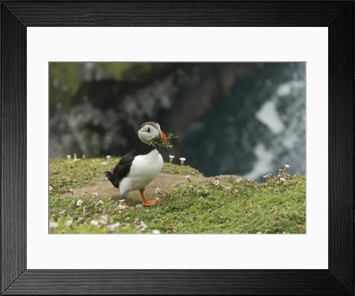Framed Print : Puffin, Wales, United Kingdom, Europe