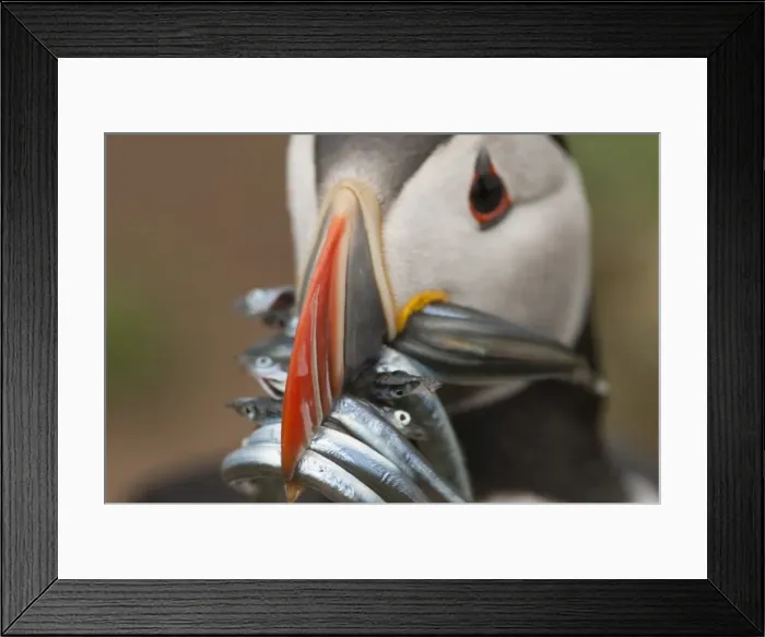 Framed Print : Puffin with sand eels in beak, Wales, United Kingdom, Europe Framed Print : Puffin with sand eels in beak, Wales, United Kingdom, Europe