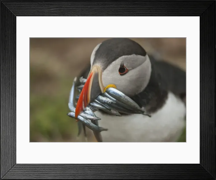 Framed Print : Puffin with sand eels in beak, Wales, United Kingdom, Europe Framed Print : Puffin with sand eels in beak, Wales, United Kingdom, Europe