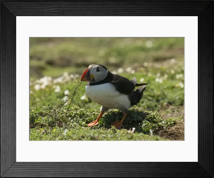 Framed Print : Puffin collecting nesting material, Wales, United Kingdom, Europe Framed Print : Puffin collecting nesting material, Wales, United Kingdom, Europe