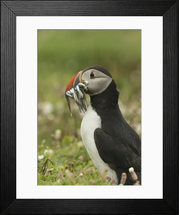 Framed Print : Puffin with beak full of sand eels, Wales, United Kingdom, Europe Framed Print : Puffin with beak full of sand eels, Wales, United Kingdom, Europe