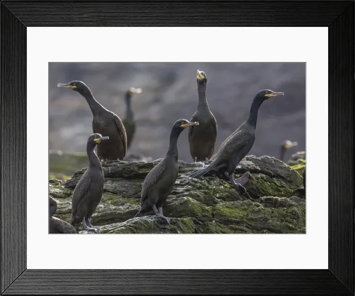 Framed Print : Adult great cormorant (shag) (Phalacrocorax carbo), Foula Island, Shetland Islands, Scotland, United Kingdom, Europe Framed Print : Adult great cormorant (shag) (Phalacrocorax carbo), Foula Island, Shetland Islands, Scotland, United Kingdom, Europe