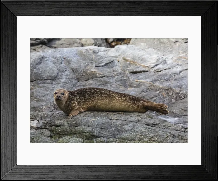 Framed Print : Harbour seal (common seal) (Phoca vitulina), Foula Island, Shetlands, Scotland, United Kingdom, Europe Framed Print : Harbour seal (common seal) (Phoca vitulina), Foula Island, Shetlands, Scotland, United Kingdom, Europe