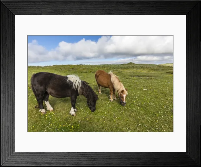Framed Print : Shetland ponies, Jarlshof, Shetland Isles, Scotland, United Kingdom, Europe