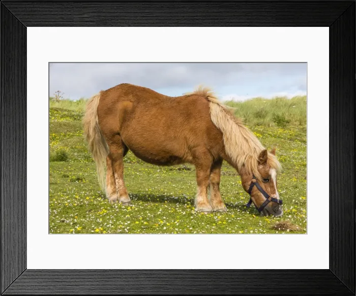 Framed Print : Shetland pony, Jarlshof, Shetland Isles, Scotland, United Kingdom, Europe Framed Print : Shetland pony, Jarlshof, Shetland Isles, Scotland, United Kingdom, Europe