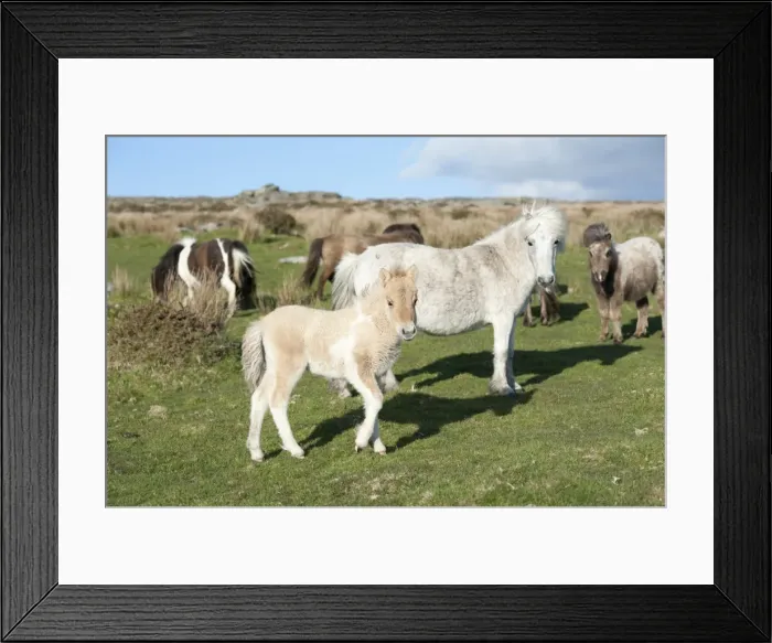 Framed Print : Ponies and foal on Dartmoor, Devon, England, United Kingdom Framed Print : Ponies and foal on Dartmoor, Devon, England, United Kingdom