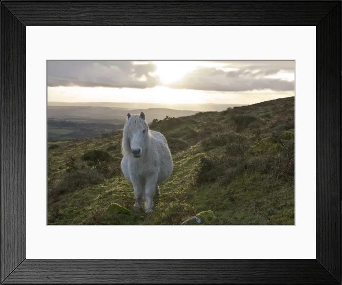 Framed Print : Pony in evening light on Dartmoor, Dartmoor National Park, Devon, England, United Kingdom Framed Print : Pony in evening light on Dartmoor, Dartmoor National Park, Devon, England, United Kingdom