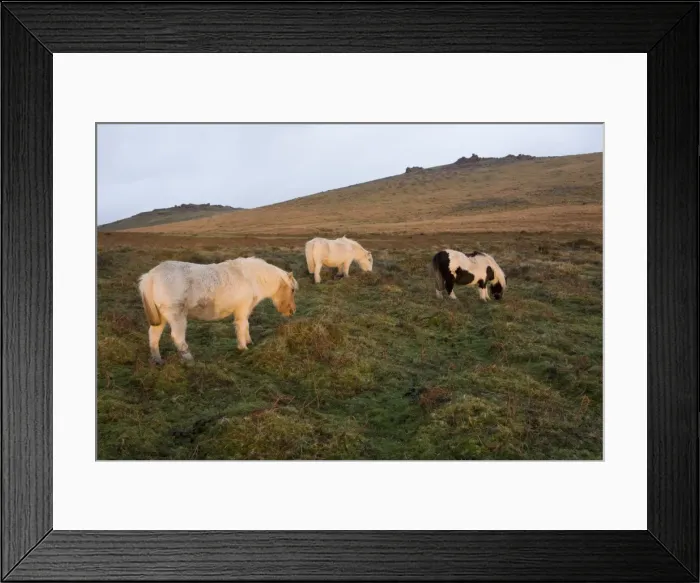 Framed Print : Ponies grazing, tor in background, Dartmoor National Park, Devon, England, United Kingdom Framed Print : Ponies grazing, tor in background, Dartmoor National Park, Devon, England, United Kingdom