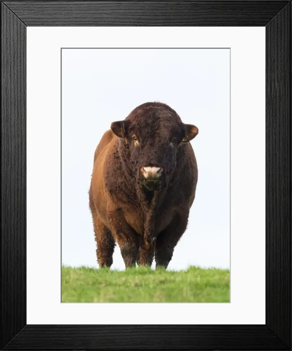 Framed Print : Bull in farmers field, Islay, Scotland, United Kingdom, Europe Framed Print : Bull in farmers field, Islay, Scotland, United Kingdom, Europe