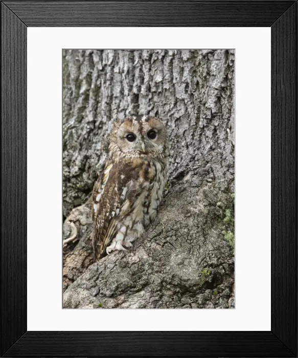 Framed Print : Tawny owl (Strix aluco), captive, camouflaged on tree, United Kingdom, Europe Framed Print : Tawny owl (Strix aluco), captive, camouflaged on tree, United Kingdom, Europe