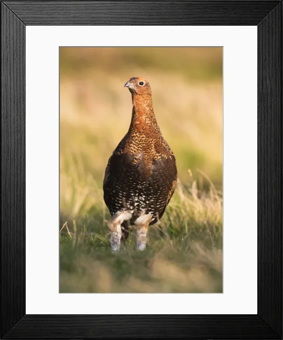 Framed Print : Red grouse (Lagopus lagopus) male, County Durham, England, United Kingdom, Europe Framed Print : Red grouse (Lagopus lagopus) male, County Durham, England, United Kingdom, Europe