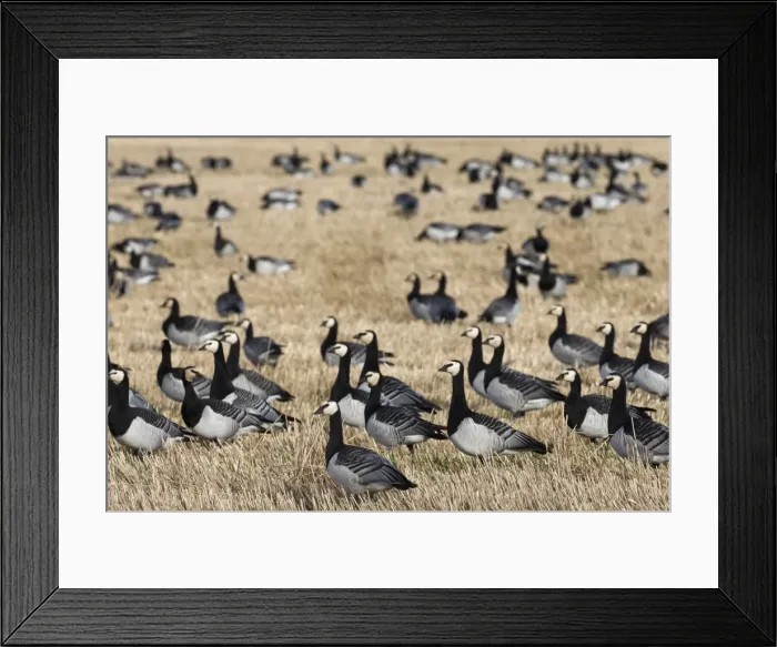 Framed Print : Barnacle geese (Branta leucopsis) in stubble field, Islay, Scotland, United Kingdom, Europe Framed Print : Barnacle geese (Branta leucopsis) in stubble field, Islay, Scotland, United Kingdom, Europe