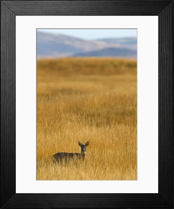 Framed Print : Roe deer (Capreolus capreolus), Islay, Scotland, United Kingdom, Europe Framed Print : Roe deer (Capreolus capreolus), Islay, Scotland, United Kingdom, Europe