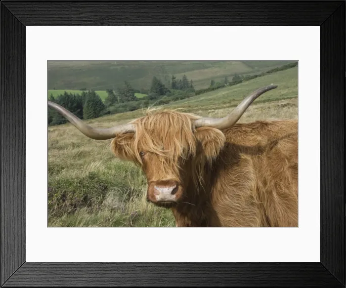 Framed Print : Highland cattle grazing on Dartmoor, Dartmoor National Park, Devon, England, United Kingdom, Europe Framed Print : Highland cattle grazing on Dartmoor, Dartmoor National Park, Devon, England, United Kingdom, Europe
