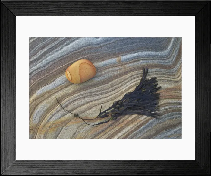 Framed Print : Bladder wrack (Fucus vesiculosus) and sandstone patterns, Northumberland, England, United Kingdom, Europe Framed Print : Bladder wrack (Fucus vesiculosus) and sandstone patterns, Northumberland, England, United Kingdom, Europe