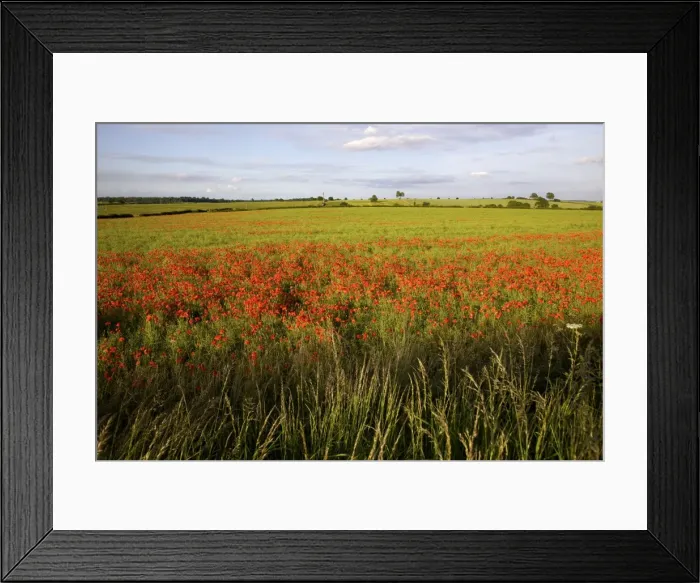Framed Print : Poppy field near Scarcliff Village, Derbyshire, England, United Kingdom, Europe Framed Print : Poppy field near Scarcliff Village, Derbyshire, England, United Kingdom, Europe