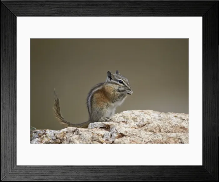 Framed Print : Least chipmunk (Neotamias minimus) eating, Custer State Park, South Dakota, United States of America, North America Framed Print : Least chipmunk (Neotamias minimus) eating, Custer State Park, South Dakota, United States of America, North America