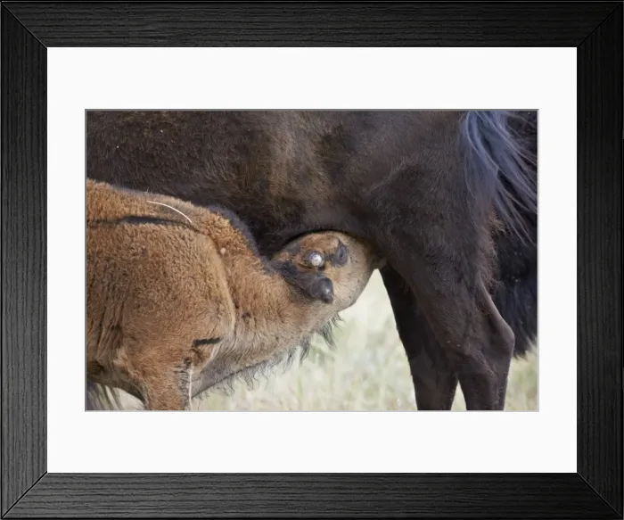 Framed Print : Bison (Bison bison) calf nursing, Custer State Park, South Dakota, United States of America, North America Framed Print : Bison (Bison bison) calf nursing, Custer State Park, South Dakota, United States of America, North America
