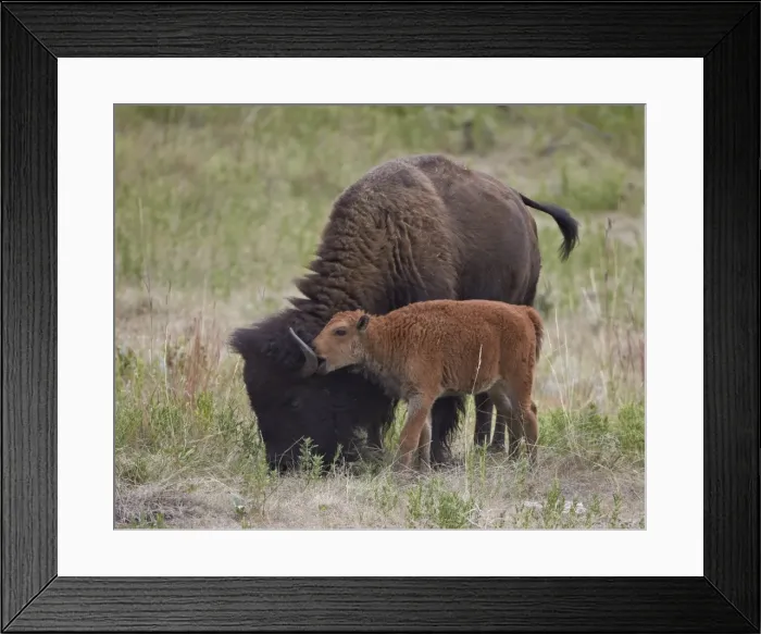 Framed Print : Bison (Bison bison) calf playing with its mother, Custer State Park, South Dakota, United States of America, North America Framed Print : Bison (Bison bison) calf playing with its mother, Custer State Park, South Dakota, United States of America, North America