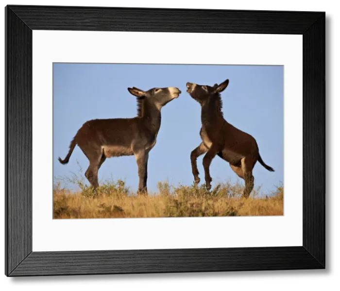Framed Print : Two young wild burro (donkey) (Equus asinus) (Equus africanus asinus) playing, Custer State Park, South Dakota, United States of America, North America Framed Print : Two young wild burro (donkey) (Equus asinus) (Equus africanus asinus) playing, Custer State Park, South Dakota, United States of America, North America