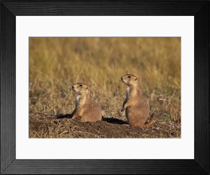 Framed Print : Two black-tailed prairie dog (blacktail prairie dog) (Cynomys ludovicianus), Custer State Park, South Dakota, United States of America, North America Framed Print : Two black-tailed prairie dog (blacktail prairie dog) (Cynomys ludovicianus), Custer State Park, South Dakota, United States of America, North America