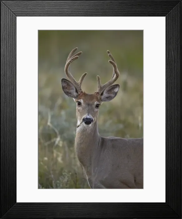 Framed Print : White-tailed deer (whitetail deer) (Virginia deer) (Odocoileus virginianus) buck, Custer State Park, South Dakota, United States of America, North America Framed Print : White-tailed deer (whitetail deer) (Virginia deer) (Odocoileus virginianus) buck, Custer State Park, South Dakota, United States of America, North America