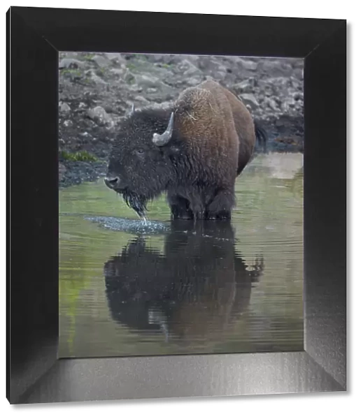 Bison (Bison bison) drinking from a pond, Custer State Park, South Dakota, United States of America, North America
